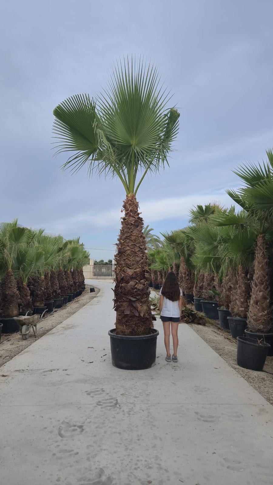 Palmier 15 Les Jardins du Monde