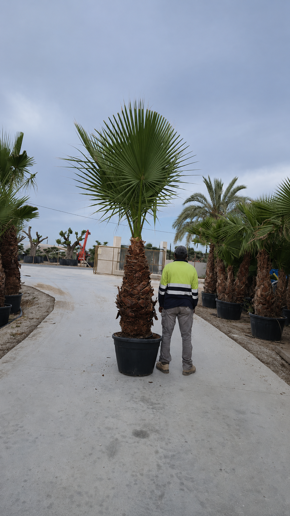 Palmier 25 Les Jardins du Monde