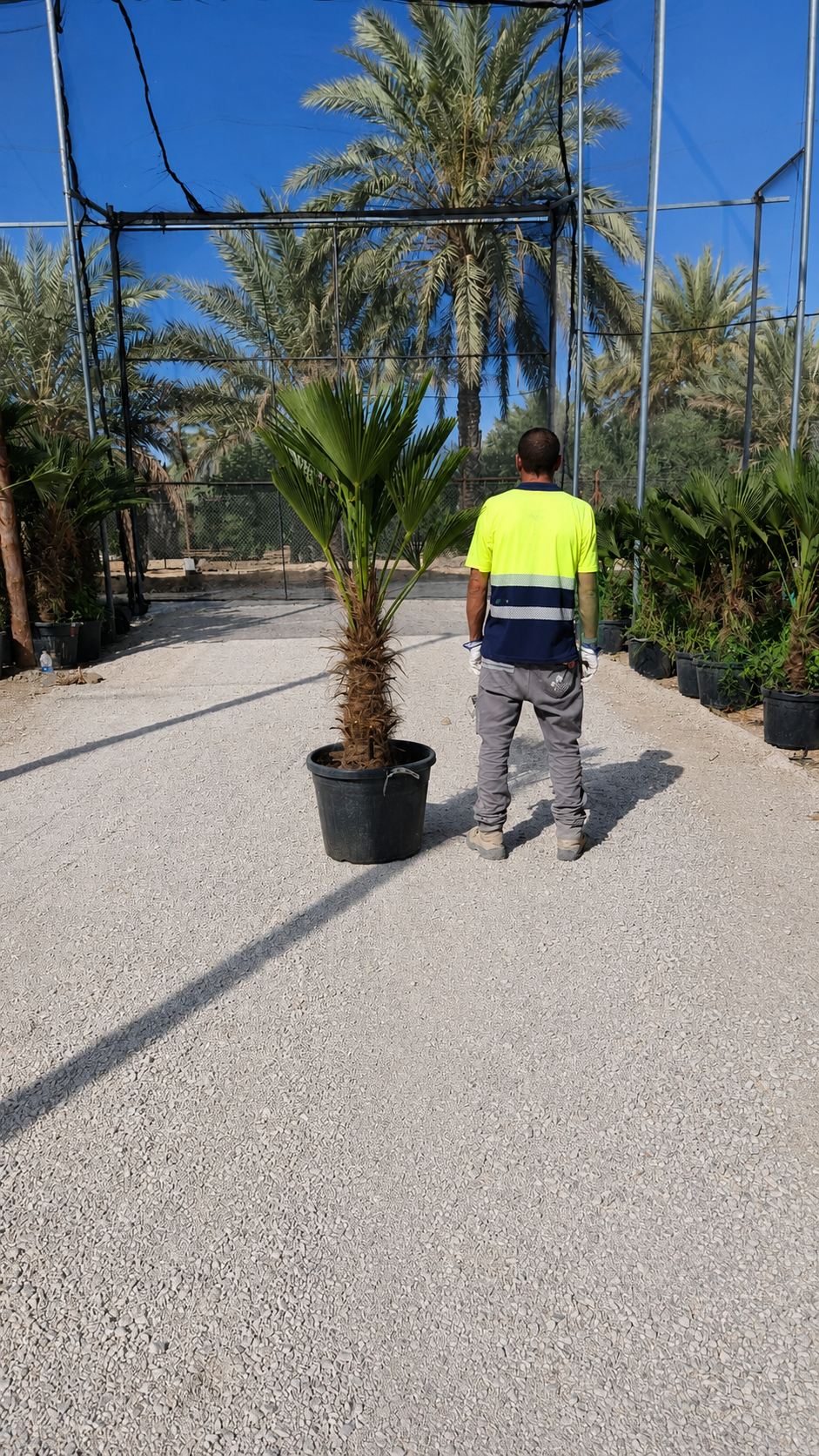Palmier 9 Les Jardins du Monde