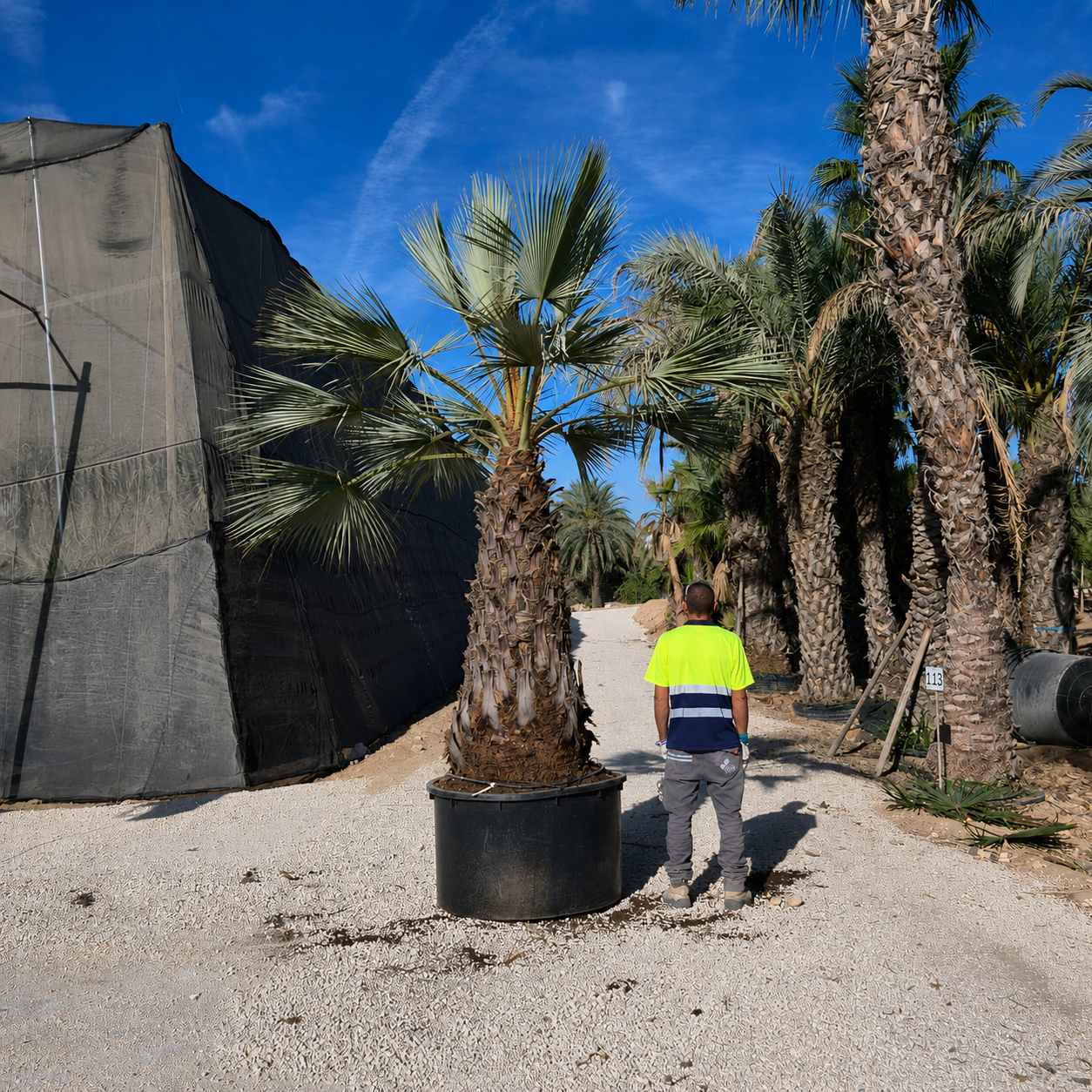 Palmier 18 Les Jardins du Monde