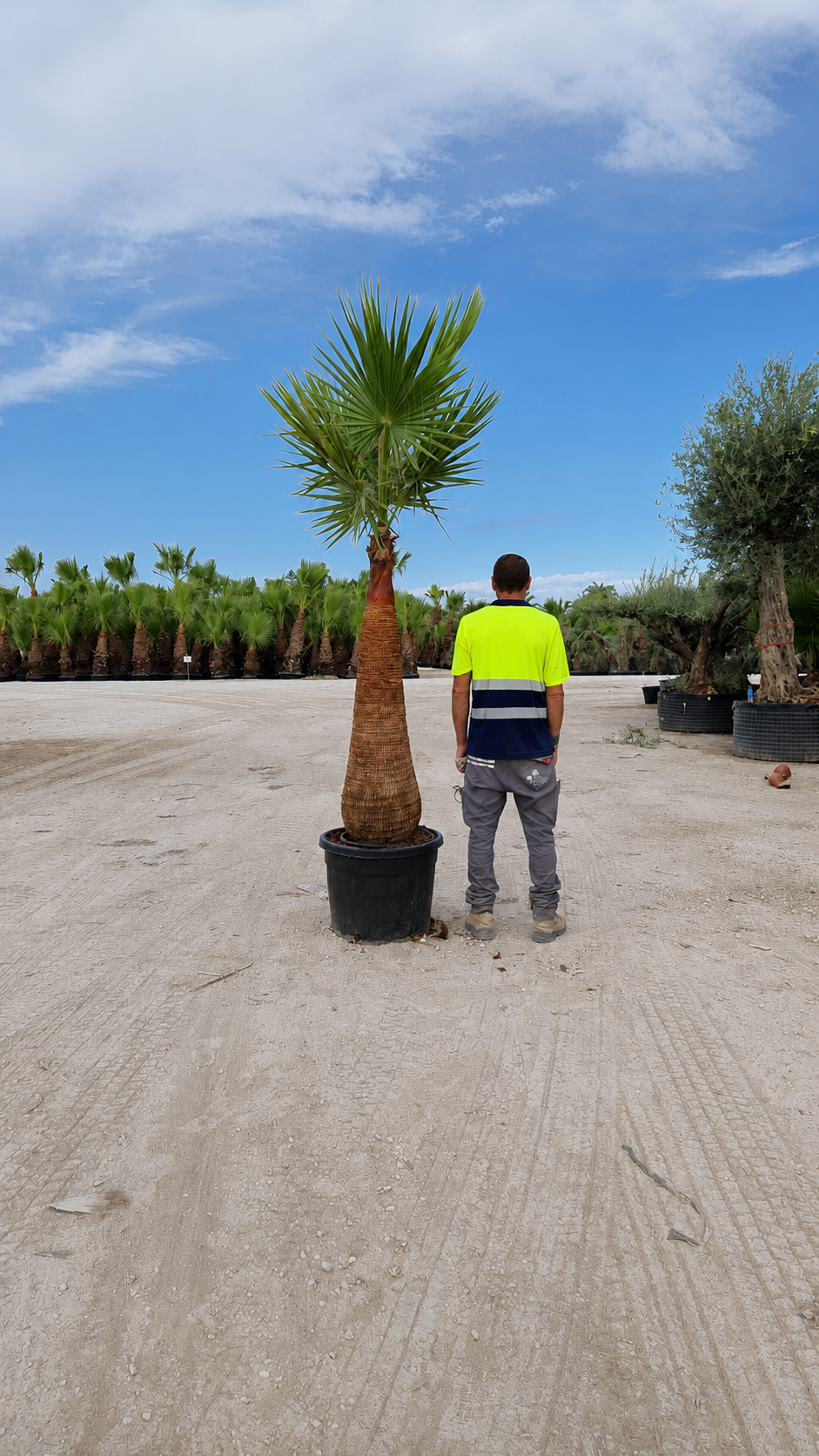 Palmier 19 Les Jardins du Monde