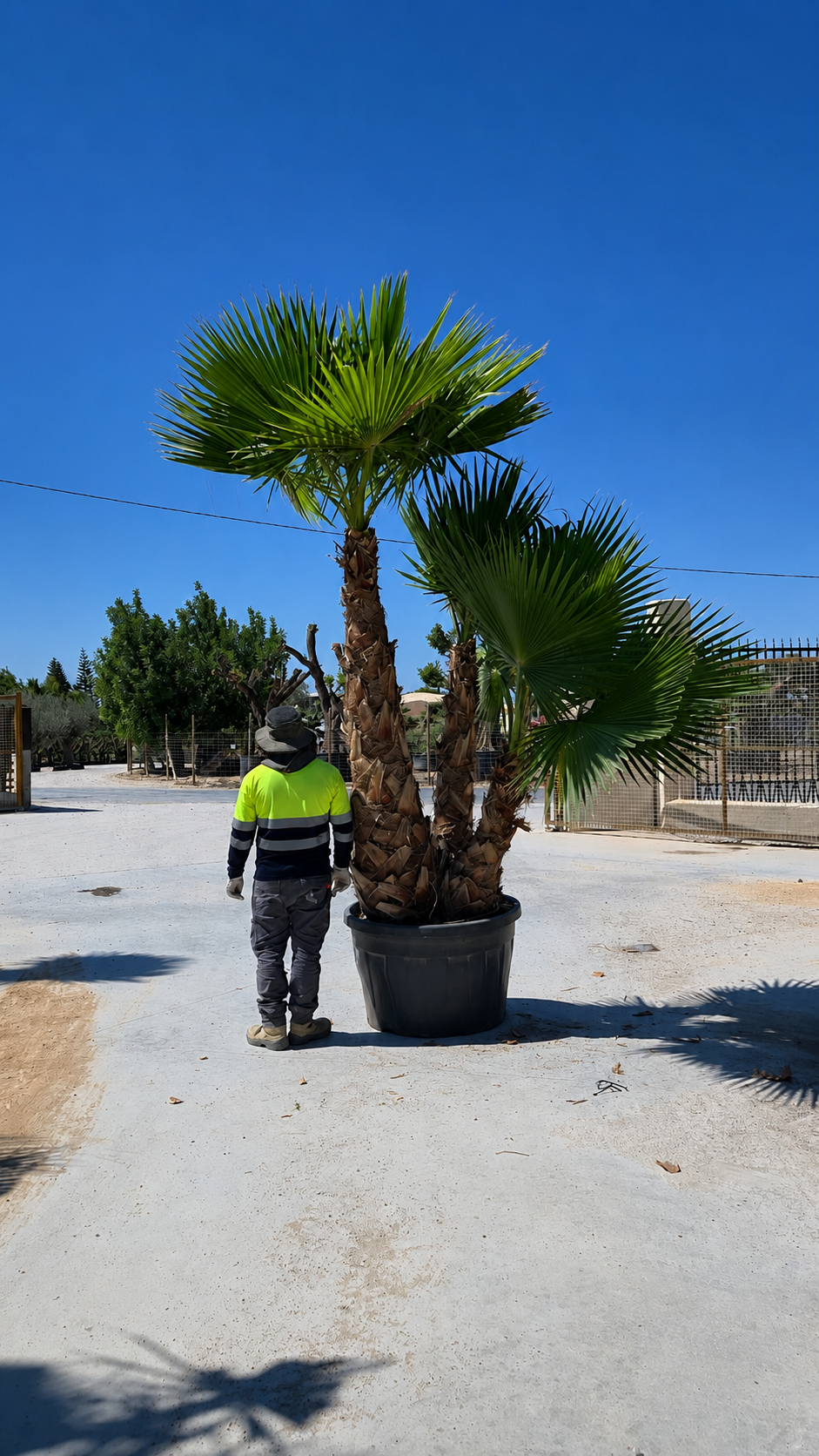 Palmier 22 Les Jardins du Monde