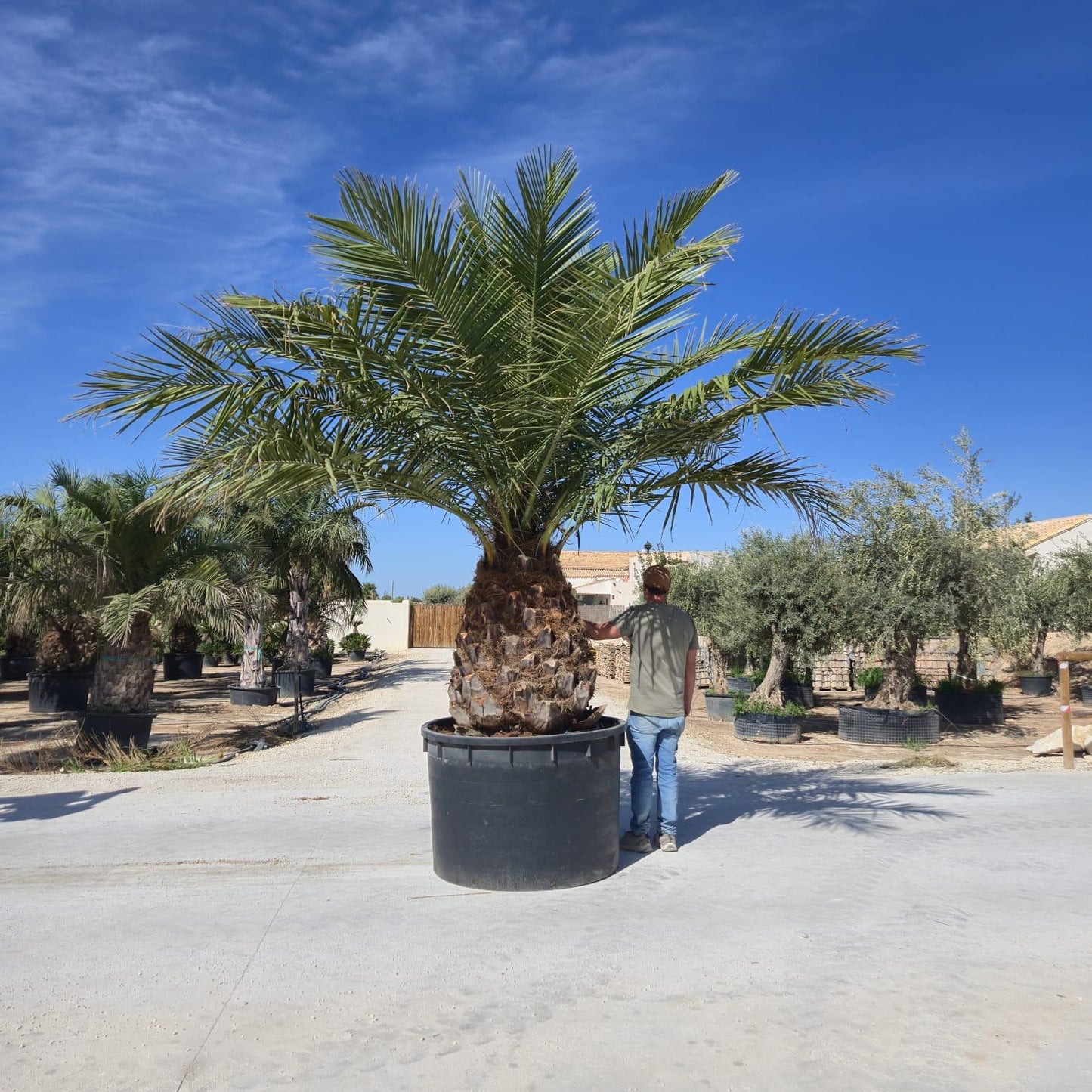 Palmier 23 Les Jardins du Monde